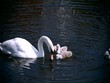 Video: Swan with young Swan with young