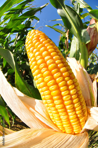 Photo: Corn field Corn field