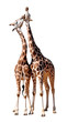 loving giraffes isolated on white background