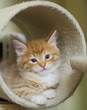 Gattino siberiano sul tiragraffi