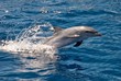 dolphin