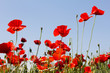 Mohn
