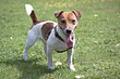 Jack Russel