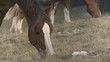 Grazing horse