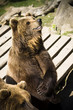 Bär