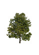 Prunus