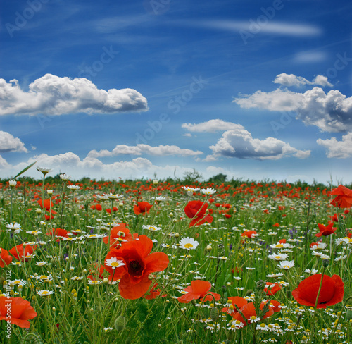 Foto: Springtime: field of poppies with blue sky and clouds Springtime: field of poppies with blue sky and clouds