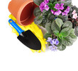 Photo: Violet flowers with garden tools Violet flowers with garden tools