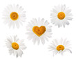 Different versions of daisies. Isolation.