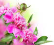 Peony Flowers Bouquet
