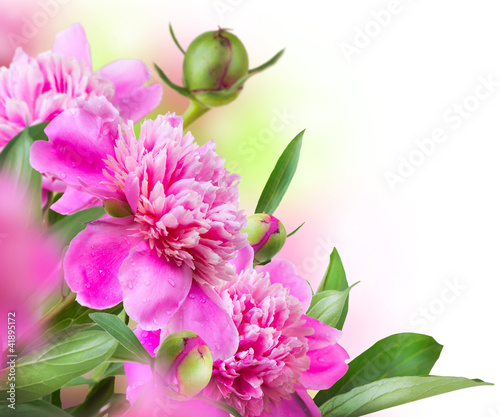 Photo: Peony Flowers Bouquet Peony Flowers Bouquet