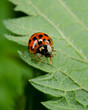 asiatischer Marienkäfer, Brennnessel