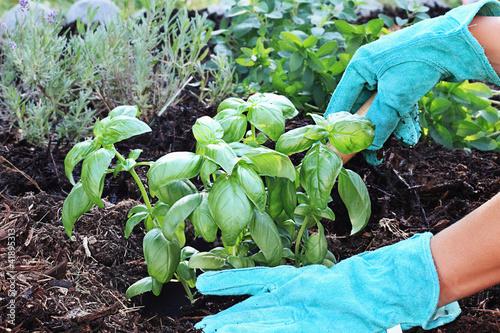 Photo: Planting Basil Planting Basil