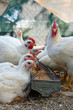 white hens eating grain