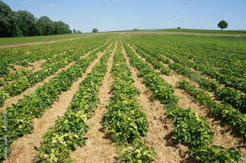 Photo: erdbeerfeld erdbeerfeld