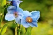 Foto: Himalayan blue poppy Himalayan blue poppy