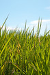 Nature In Green And Blue