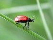 Small red poplar leaf beetle (Chrysomela populi)
