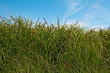 Nature Pure