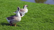 Gray   geese are grazed on a green lawn near the lake