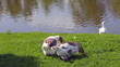 Gray and white  geese are grazed on a green lawn near the lake