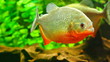 tropical red  piranha  in natural environment