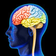 The human brain