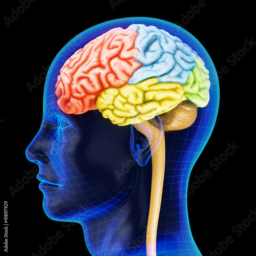Illustration: The human brain The human brain