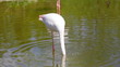 White flamingo are fed on shoal standing on one foot