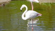 Video: White flamingo are fed on shoal standing on one foot White flamingo are fed on shoal standing on one foot
