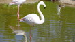 White flamingo are fed on shoal standing on one foot