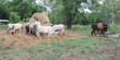 Black and brown cow eating hay, but not to drink water Black and brown cow eating hay, but not to drink water