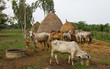 Cattle eat the straw and water. Cattle eat the straw and water.