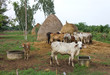 Cattle eat the straw and water. Cattle eat the straw and water.