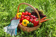 Fresh organic vegetables outdoor