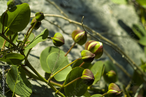 Photo: Caper (Capparis spinosa) Caper (Capparis spinosa)