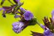 beinwell blüte