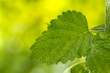 minze in der Natur