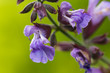 beinwell blüte