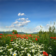 Springtime: field of poppies with blue sky and clouds
