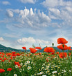 Springtime: field of poppies and daisies with blue sky