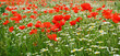 Springtime: field of poppies and marguerites