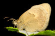 small heath butterfly, female / Coenonympha pamphilus