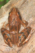 Agile Frog on a log close-up - Rana dalmatina