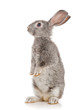 Gray rabbit