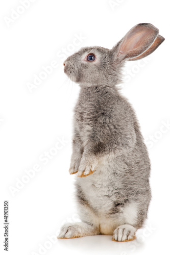 Photo: Gray rabbit Gray rabbit