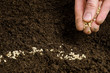 planting seeds