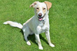 White dog sitting on the grass, labrador