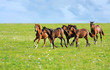 Horses