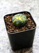 Small cactus in a pot.